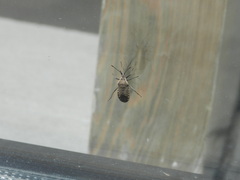 Anasa tristis