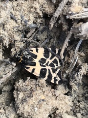 Apantesis incorrupta