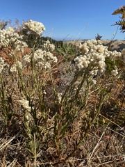 Pseudognaphalium californicum