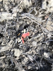 Apantesis incorrupta