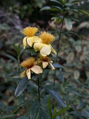 Hypericum prolificum