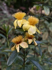Hypericum prolificum