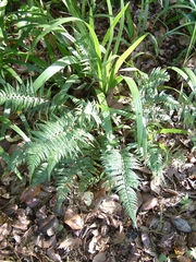 Polystichum luctuosum