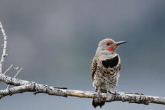 Colaptes auratus cafer