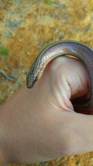 Anguis colchica