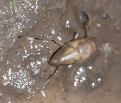 Nepomorpha