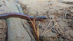 Anguis colchica