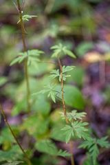 Aconitum volubile