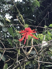 Erythrina americana