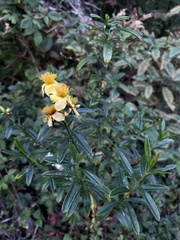 Hypericum prolificum