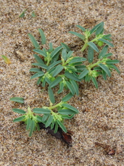 Euphorbia polygonifolia