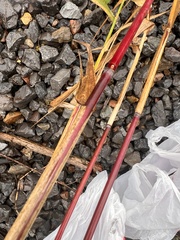 Phragmites australis americanus