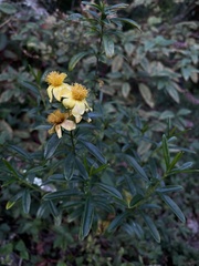 Hypericum prolificum
