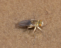 Ephydridae