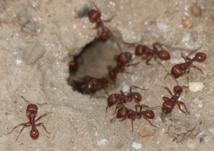 Pogonomyrmex barbatus