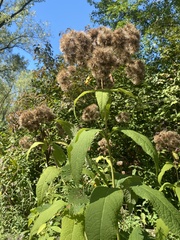 Eutrochium purpureum