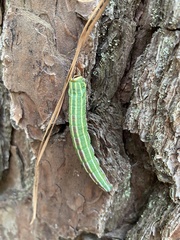 Lapara coniferarum