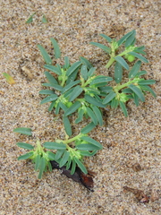 Euphorbia polygonifolia