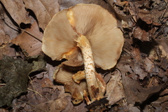 Pholiota