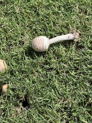 Coprinopsis variegata