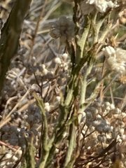 Pseudognaphalium californicum