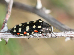 Acmaeodera gibbula