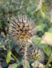 Dipsacus pilosus
