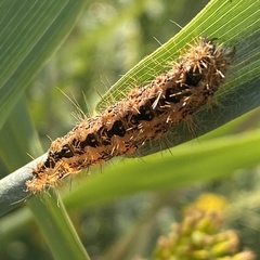 Acronicta insularis
