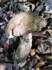 Leccinellum pseudoscabrum