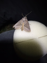 Mesogona oxalina