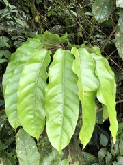 Araliaceae