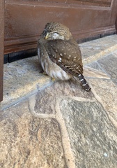 Glaucidium brasilianum