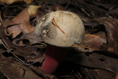 Caloboletus inedulis