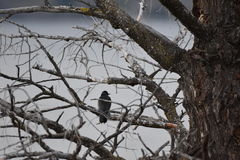 Melanerpes lewis