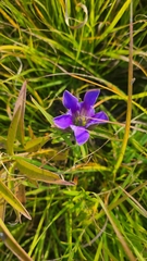 Gentiana puberulenta