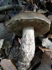 Leccinellum pseudoscabrum