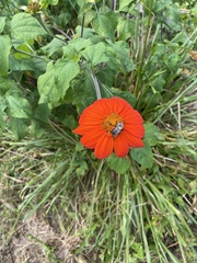 Tithonia rotundifolia