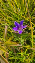 Gentiana puberulenta