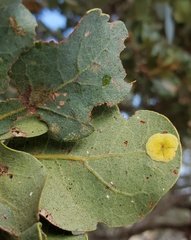 Andricus pattersonae