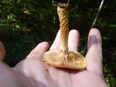 Cortinarius trivialis