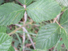Rubus affinis