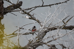 Melanerpes lewis