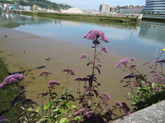 Trachelium caeruleum