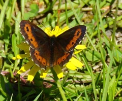Erebia ligea