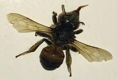 Apis mellifera