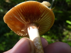 Cortinarius trivialis