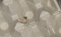 Mythimna pallens
