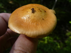 Cortinarius trivialis