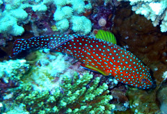 Cephalopholis miniata