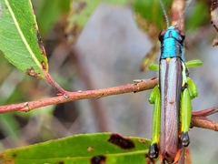 Erythraeoidea